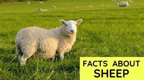 Fun sheep facts for kids