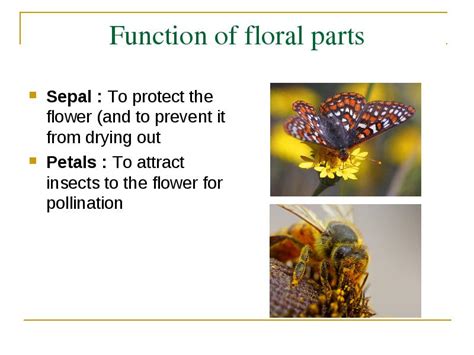 Description of function petals