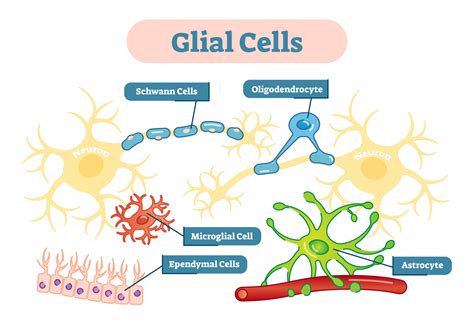 Functions of Glial Cells