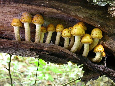 Fungi decomposers