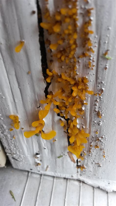 Fungus Door