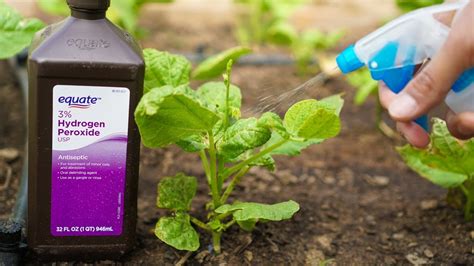 Fungus Peroxide Uses in Agriculture