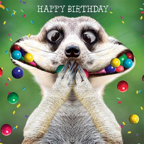 Funny Animal Birthday Cards