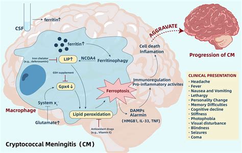 Future Directions in Meningitis Supportive Therapy