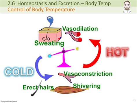 Future Directions in Temperature Regulation