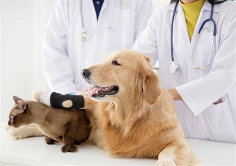 The future of veterinary medicine