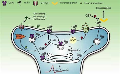 Gabapentin mechanism of action