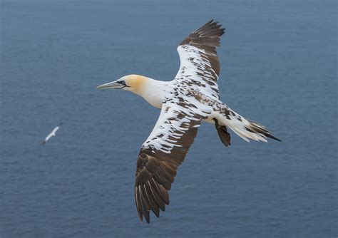 Gannet bird