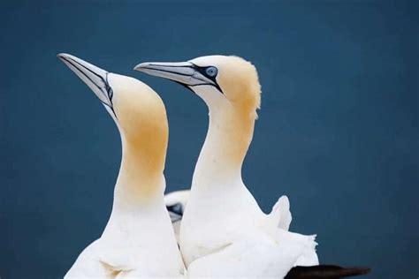 Gannet facts