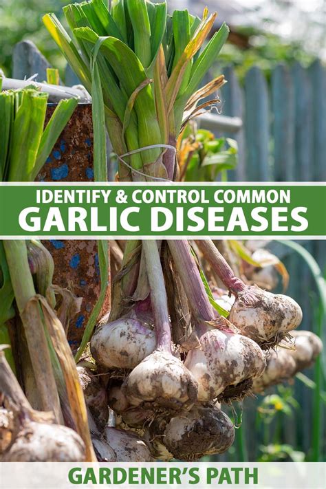 Garlic and disease prevention