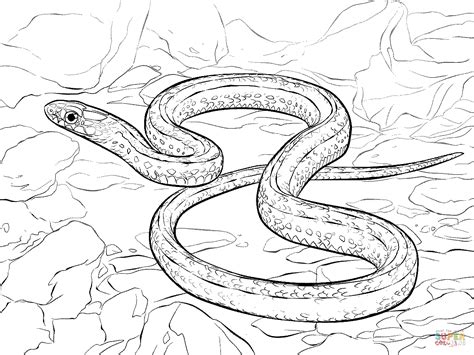 Garter snake coloring page