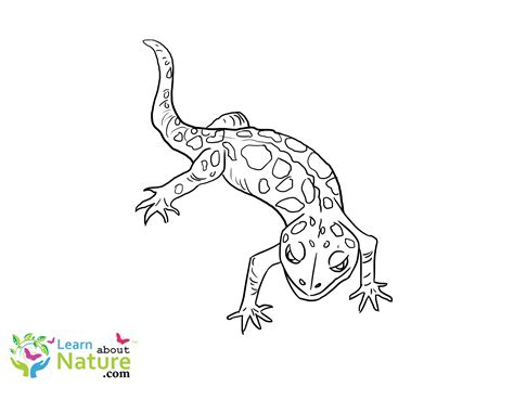 Gekko Coloring Page