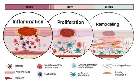 Gel wound healing treatment mechanism