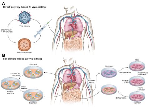 Gene Therapy in Meningitis Supportive Therapy