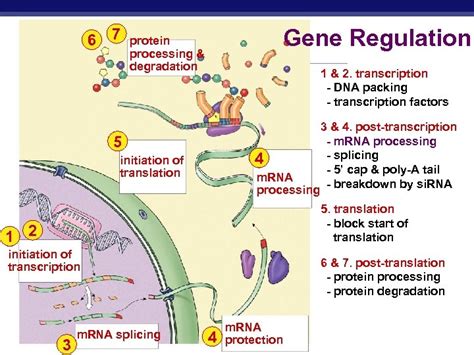 Genetic regulators of axis development in zebrafish