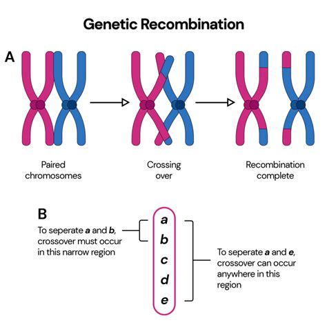 Genetic variants