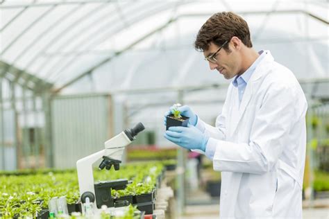 Geneticist working in agriculture