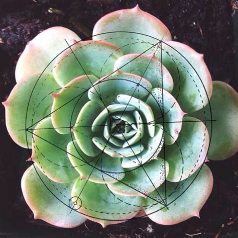 A sample of geometric succulent template