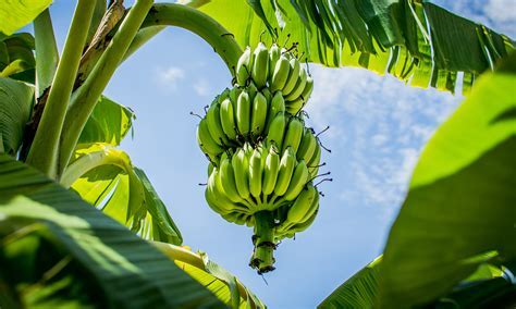 The Georgetown Banana Tree in Washington D.C.