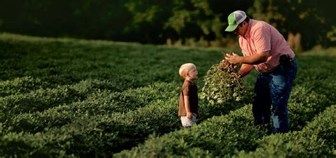 Image of Georgia's agriculture