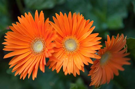 Gerbera daisies