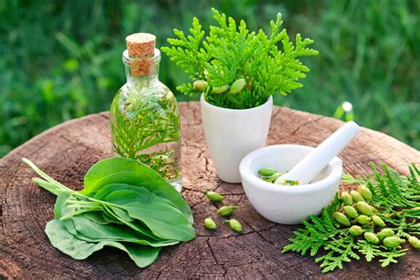 Getting started with herbal therapy