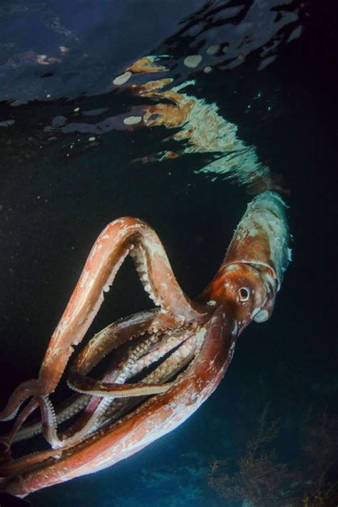 Giant Squid