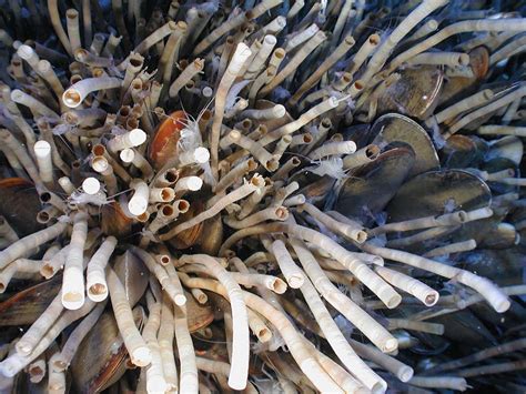 Giant Tube Worms