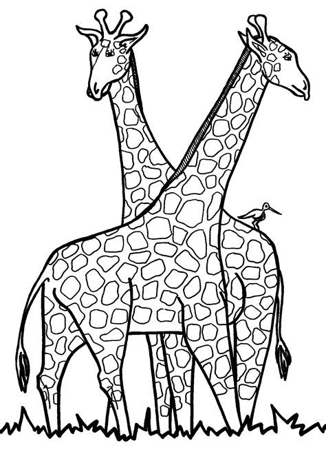 Giraffe Coloring Page