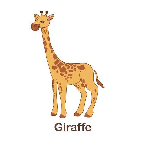 Giraffe Flashcard