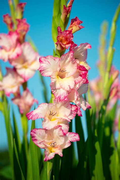 Gladiolus Birth Flower