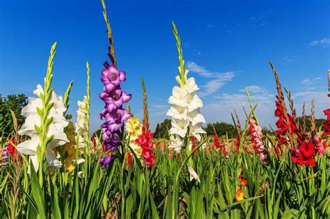 Meaning of gladiolus flower tattoo