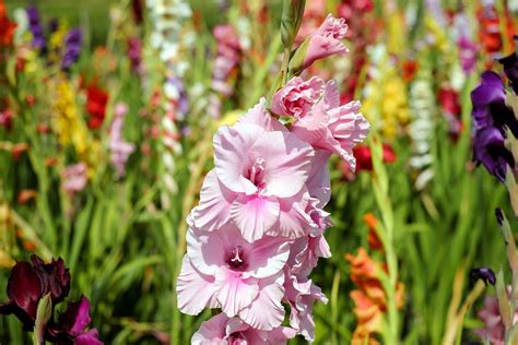 Meaning of gladiolus flower tattoo