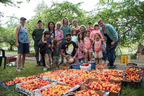 Gleaning program volunteers collecting surplus produce