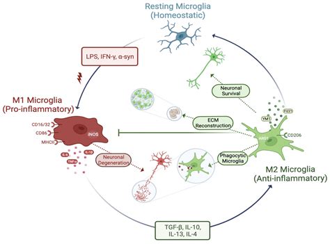 Glial Cells and Neuroinflammation