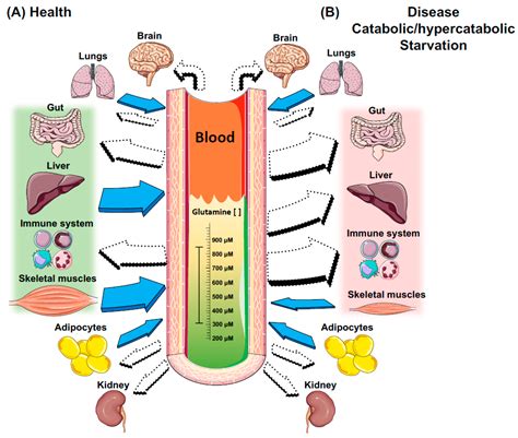 Glutamine for Immune Function