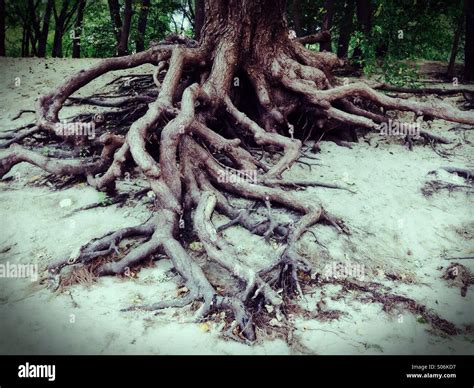 Gnarled root tree template