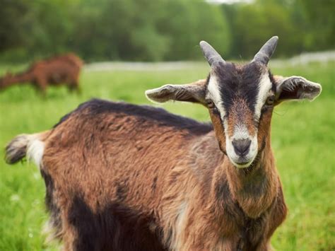 Goats in a green pasture