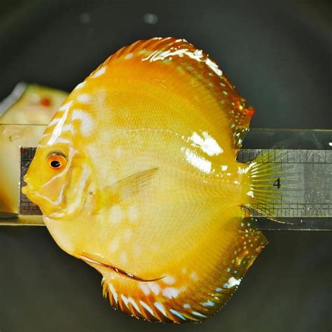 Golden discus