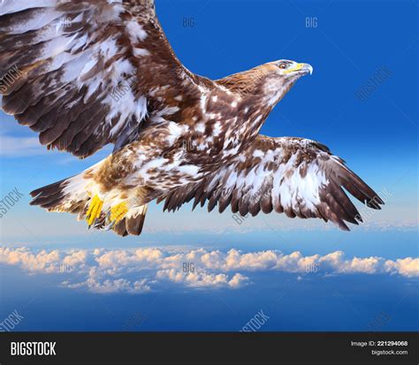 Golden eagle soaring