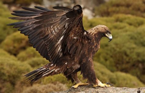 Golden Eagle Perched