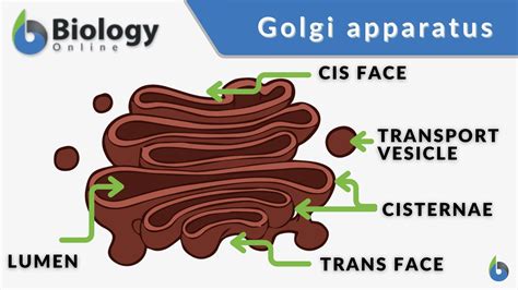 Golgi apparatus