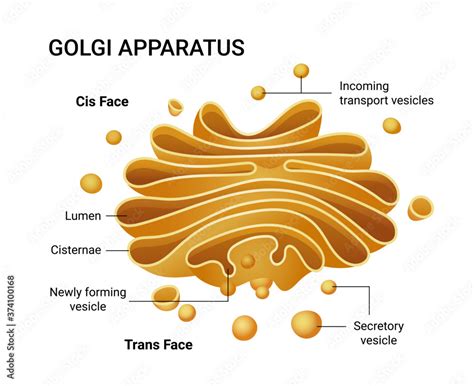 Golgi apparatus