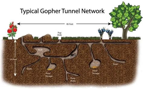 Gopher guts cross-section