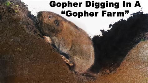 Gopher guts diagram