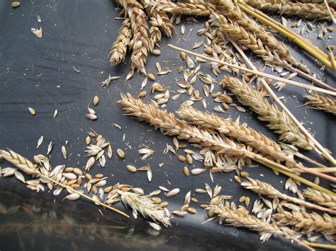 grain chaff image