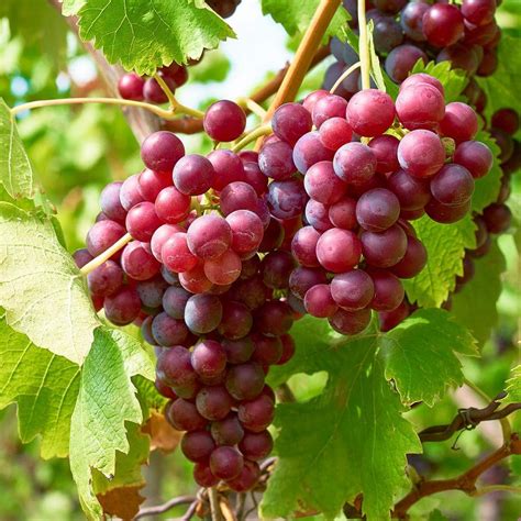 Grapes