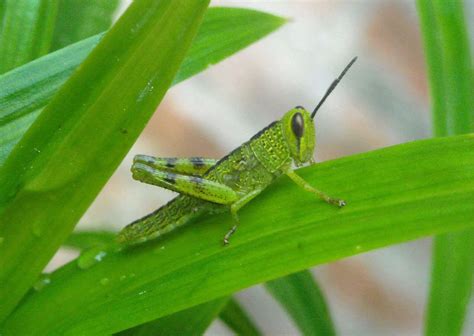 Grasshopper behavior and social interaction