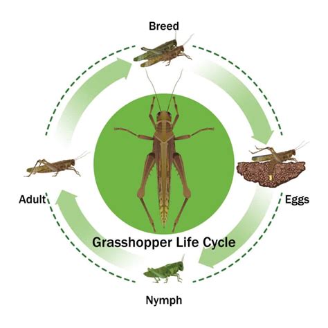 Grasshopper biology