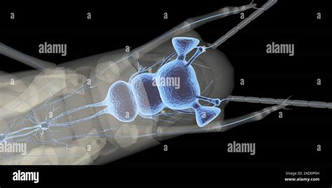 Grasshopper brain structure